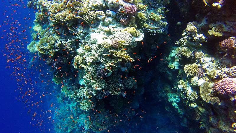 A picture of a coral reef in Ras Mohamed