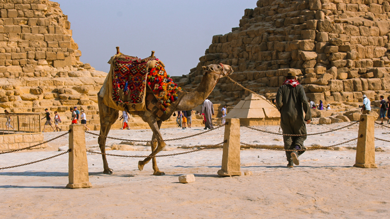 Camel ride from the pyramids of Giza